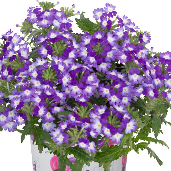Verbena Wicked Purple Verbena Wicked Purple