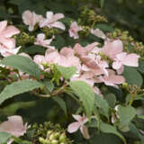 Viburnum Pink Beauty Viburnum Pink Beauty