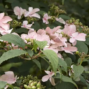Viburnum Pink Beauty Viburnum Pink Beauty