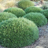 Westringia Mundi (Pbr) Westringia Mundi (Pbr)