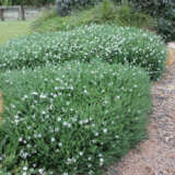 Westringia Mundi (Pbr) Westringia Mundi (Pbr)