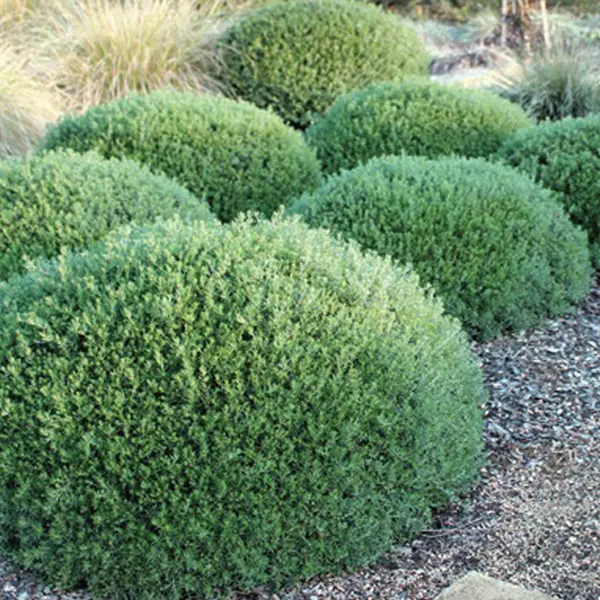 Westringia Mundi (Pbr) Westringia Mundi (Pbr)