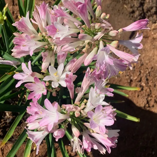 Agapanthus Blush Pink (Pbr) Agapanthus Blush Pink (Pbr)
