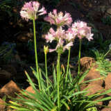 Agapanthus Blush Pink 2 - Garden Express Australia