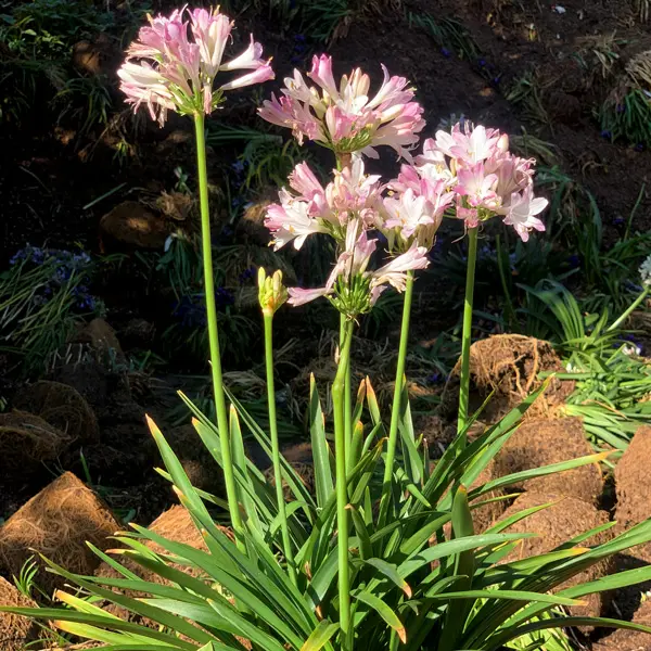 Agapanthus Blush Pink (Pbr) Agapanthus Blush Pink (Pbr)