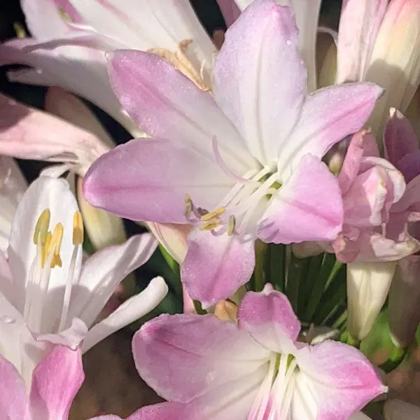 Agapanthus Blush Pink (Pbr) Agapanthus Blush Pink (Pbr)