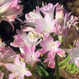 Agapanthus Blush Pink (Pbr) Agapanthus Blush Pink (Pbr)