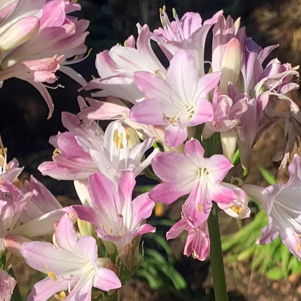 Agapanthus Blush Pink (Pbr) Agapanthus Blush Pink (Pbr)