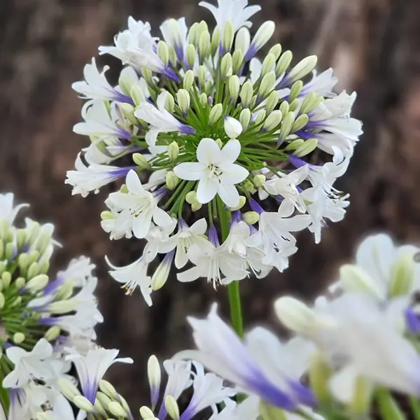 Agapanthus Eversparkle (Pbr) Agapanthus Eversparkle (Pbr)