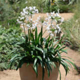 Agapanthus Eversparkle (Pbr) Agapanthus Eversparkle (Pbr)