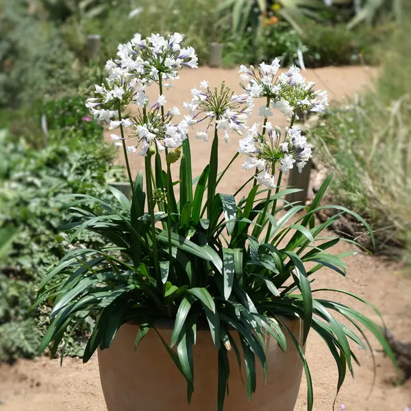 Agapanthus Eversparkle (Pbr) Agapanthus Eversparkle (Pbr)