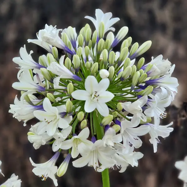 Agapanthus Eversparkle (Pbr) Agapanthus Eversparkle (Pbr)