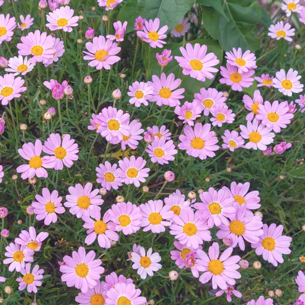 Argyranthemum Comet Pink Bunch Of Blooms Argyranthemum Comet Pink Bunch Of Blooms