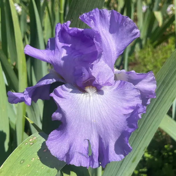 Bearded Iris Lavender Bearded Iris Lavender