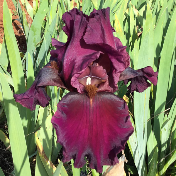 Bearded Iris Burgundy Bubbles