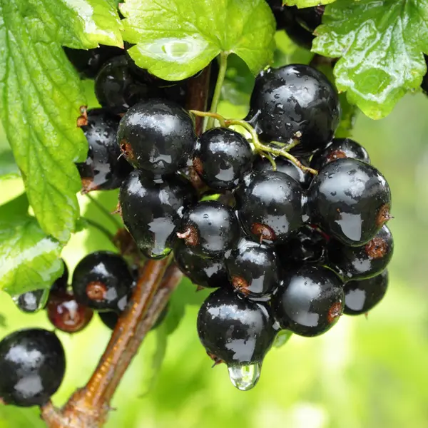 Blackcurrant Blackcurrant
