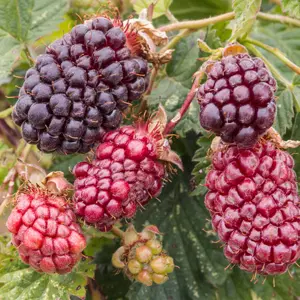 Boysenberry Boysenberry