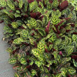 Calathea Illustris Calathea Illustris