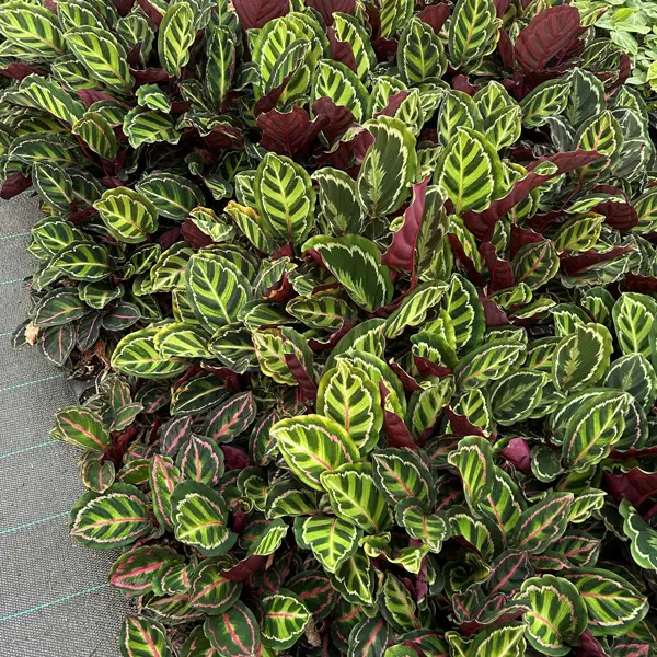 Calathea Illustris Calathea Illustris