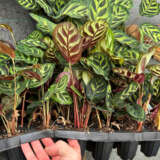 Calathea Makoyana Peacock Plant Calathea Makoyana Peacock Plant