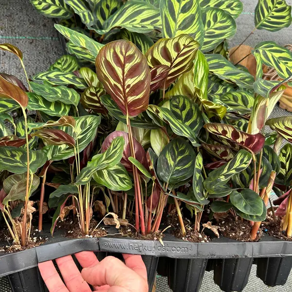 Calathea Makoyana Peacock Plant