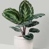 Calathea Medallion - Garden Express Australia