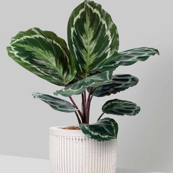Calathea Medallion Calathea Medallion
