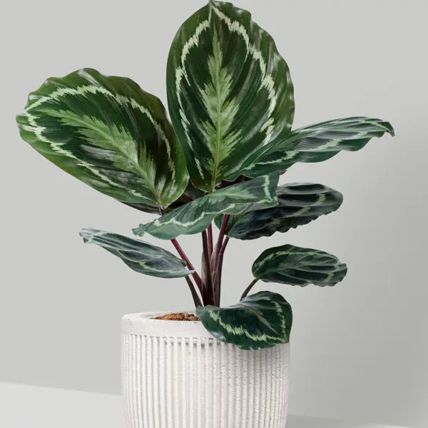 Calathea Medallion