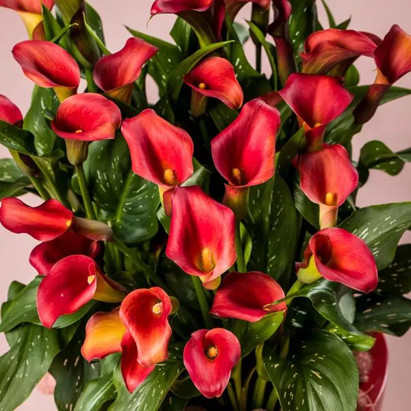 Calla Lily Bloody Mary Calla Lily Bloody Mary