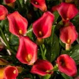 Calla Lily Bloody Mary Calla Lily Bloody Mary