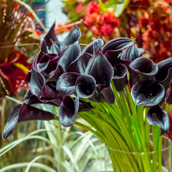 Calla Lily Cantor Calla Lily Cantor