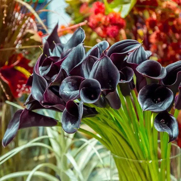 Calla Lily Cantor Calla Lily Cantor