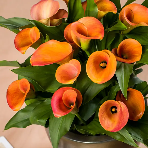 Calla Lily Orange Pride Calla Lily Orange Pride