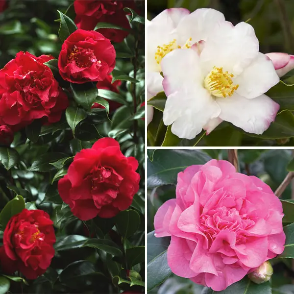 Camellia Collection 1 Camellia Collection 1