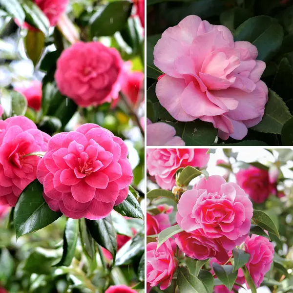 Camellia Collection 2 Camellia Collection 2