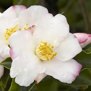 Camellia Fukuzutsumi Camellia Fukuzutsumi