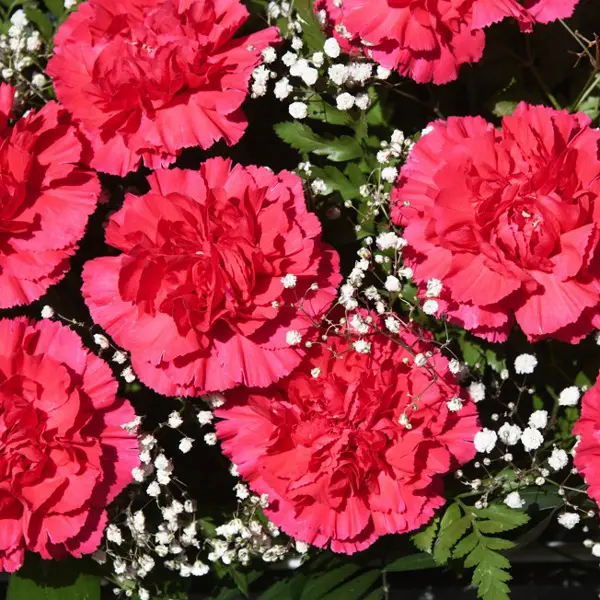 Carnation Cervantes Carnation Cervantes