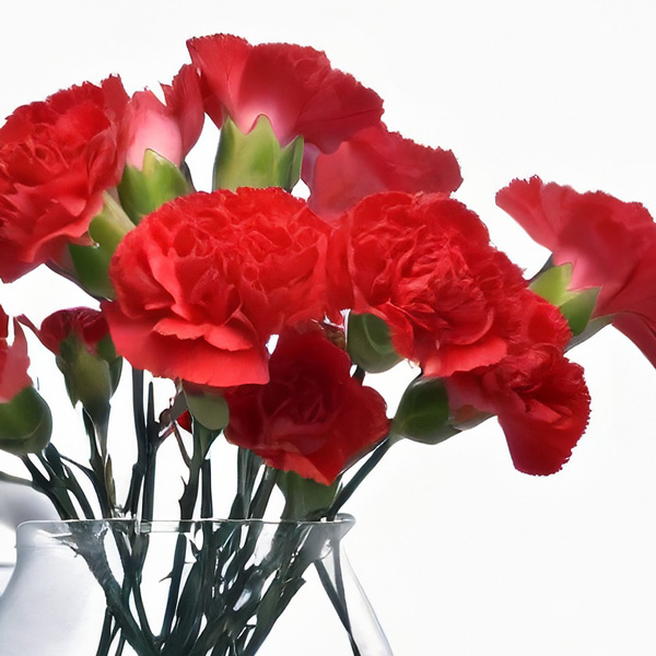 Carnation Cortes Carnation Cortes