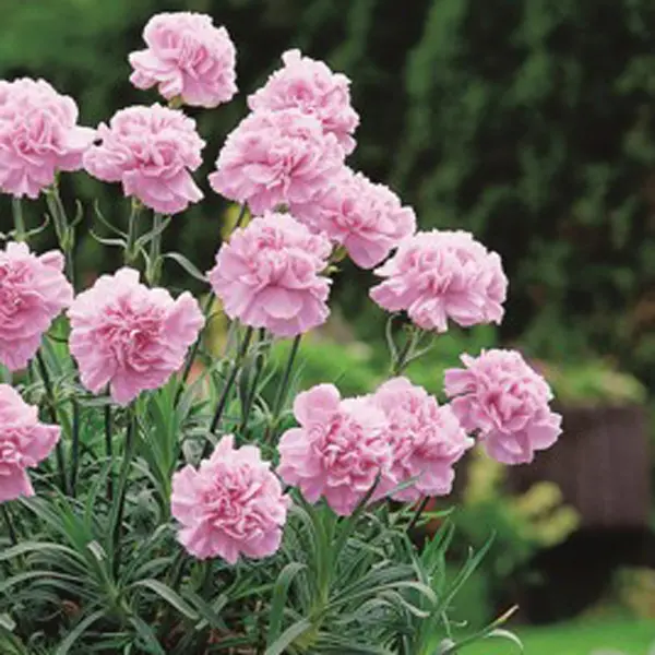 Carnation Deep Faith Carnation Deep Faith