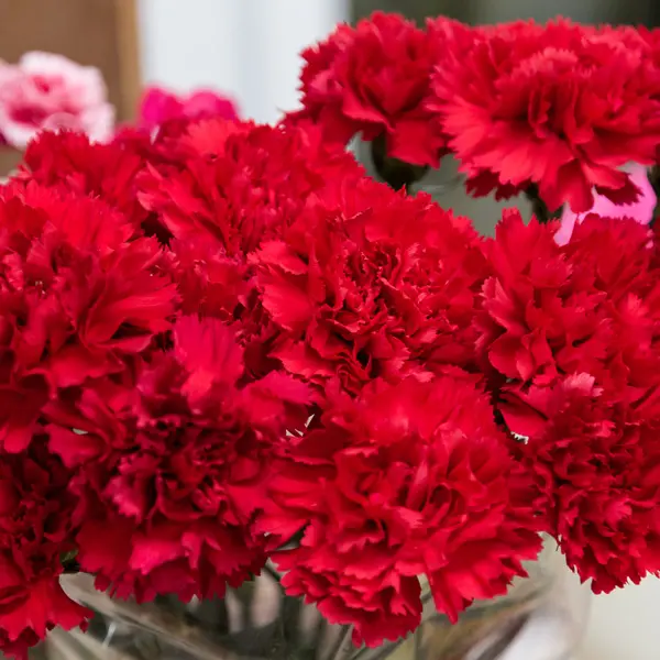 Carnation Gennaro Carnation Gennaro