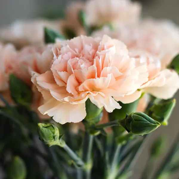 Carnation Novia Carnation Novia