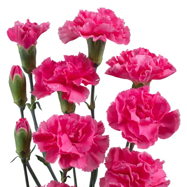 Carnation Pinata Hot Pink Carnation Pinata Hot Pink