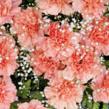Carnation Pinata Peach P68carppc - Garden Express Australia
