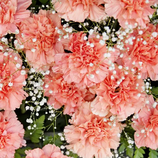 Carnation Pinata Peach Carnation Pinata Peach