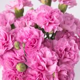 Carnation Wish 1 P68carwis - Garden Express Australia
