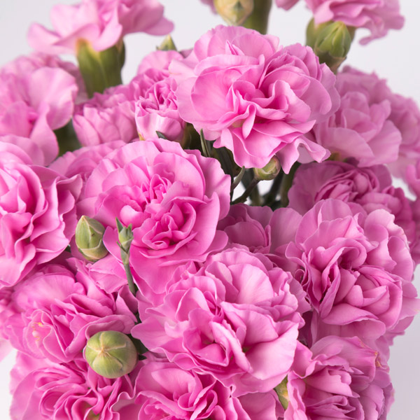 Carnation Wish Carnation Wish