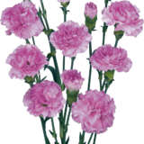 Carnation Wish Carnation Wish