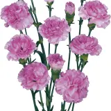 Carnation Wish Carnation Wish