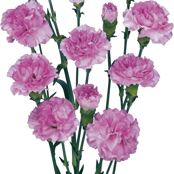 Carnation Wish Carnation Wish
