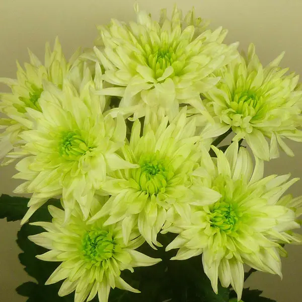 Chrysanthemum Baltica Lime Chrysanthemum Baltica Lime